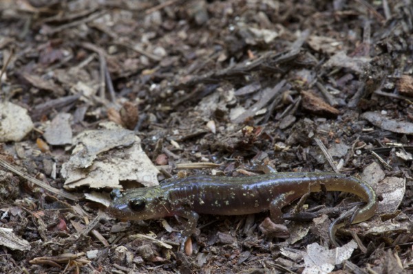 Arboreal Salamander (Aneides lugubris)