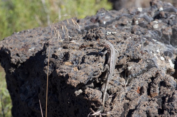 Northern Sagebrush Lizard (Sceloporus graciosus graciosus)