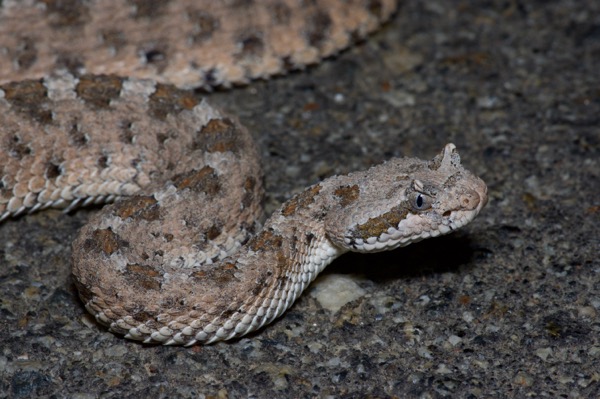 Mohave Desert Sidewinder (Crotalus cerastes cerastes)