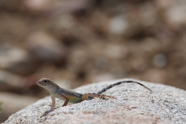 Chihuahuan Greater Earless Lizard (Cophosaurus texanus scitulus)