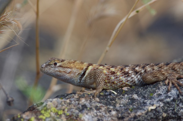 Desert Spiny Lizard (Sceloporus magister)