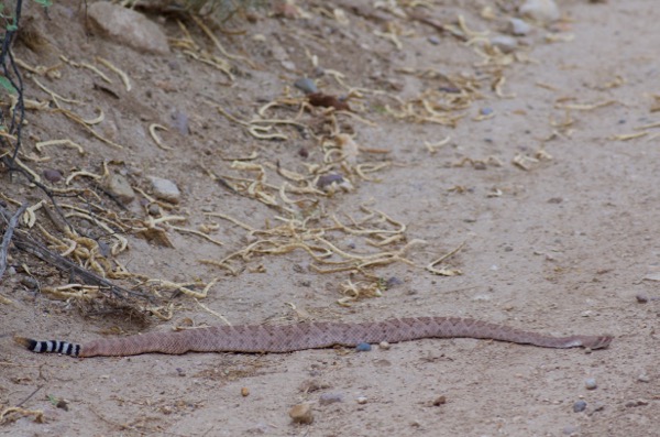 Western Diamond-backed Rattlesnake (Crotalus atrox)