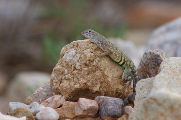 Chihuahuan Greater Earless Lizard (Cophosaurus texanus scitulus)