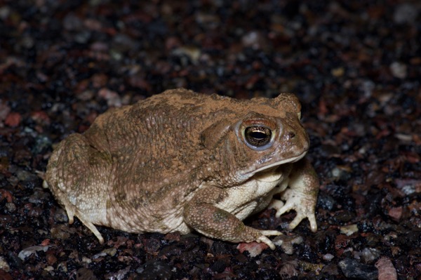 Southwestern Woodhouse’s Toad (Anaxyrus woodhousii australis)