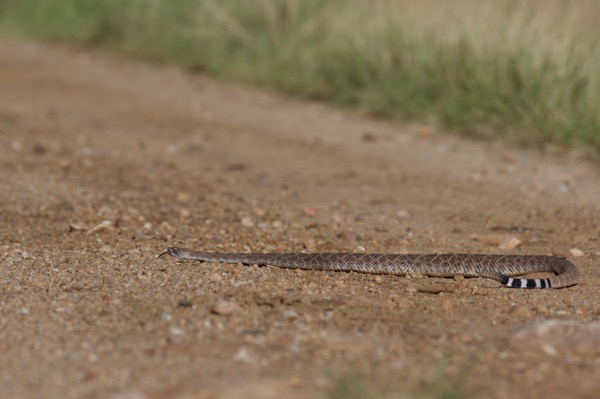 Western Diamond-backed Rattlesnake (Crotalus atrox)