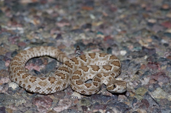 Northern Mohave Rattlesnake (Crotalus scutulatus scutulatus)