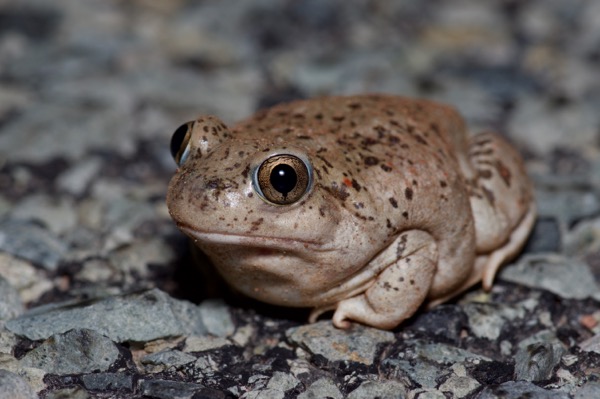 Plains Spadefoot (Spea bombifrons)