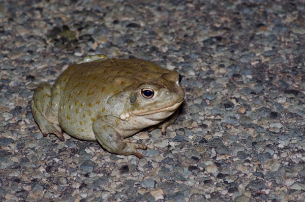 Sonoran Desert Toad (Incilius alvarius)