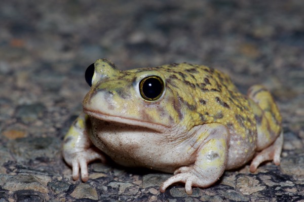 Couch’s Spadefoot (Scaphiopus couchii)