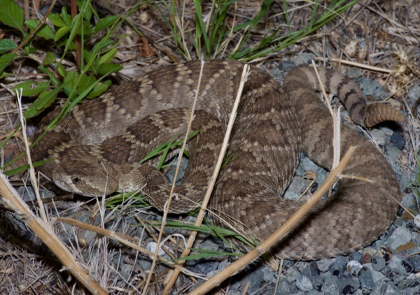 Northern Mohave Rattlesnake (Crotalus scutulatus scutulatus)