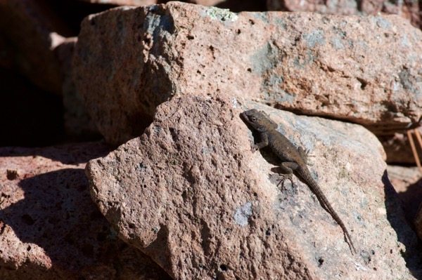 Yarrow’s Spiny Lizard (Sceloporus jarrovii)