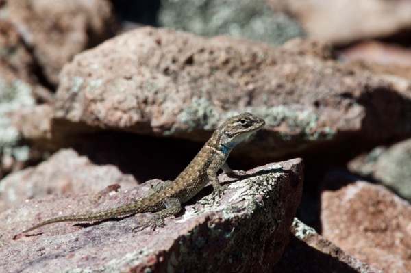 Yarrow’s Spiny Lizard (Sceloporus jarrovii)