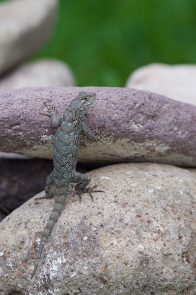 Sonoran Spiny Lizard (Sceloporus clarkii clarkii)