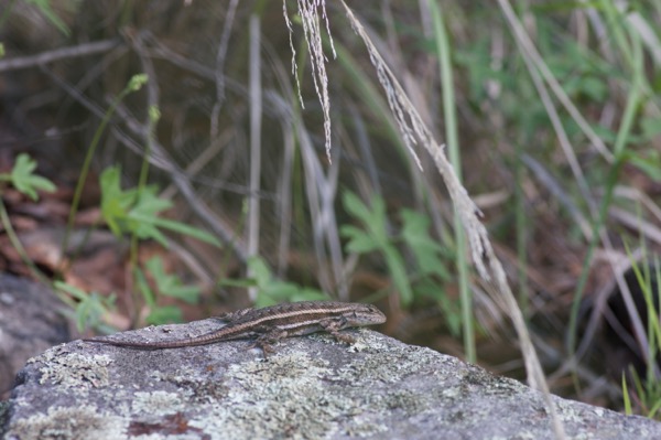 Striped Plateau Lizard (Sceloporus virgatus)