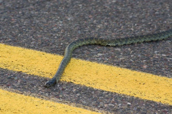 Desert Kingsnake (Lampropeltis splendida)