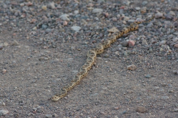 Sonoran Gopher Snake (Pituophis catenifer affinis)