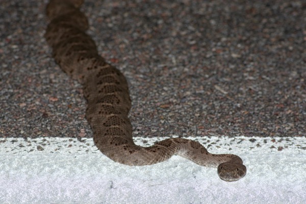 Western Diamond-backed Rattlesnake (Crotalus atrox)