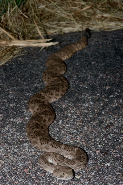 Western Diamond-backed Rattlesnake (Crotalus atrox)