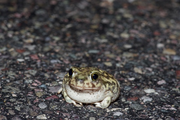 Couch’s Spadefoot (Scaphiopus couchii)