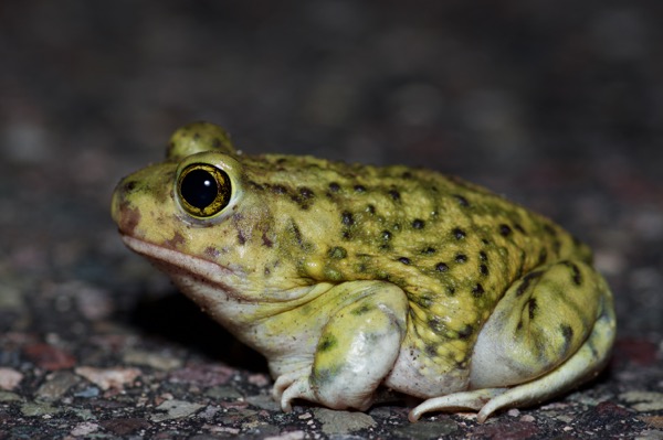 Couch’s Spadefoot (Scaphiopus couchii)