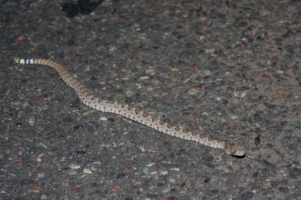 Western Diamond-backed Rattlesnake (Crotalus atrox)