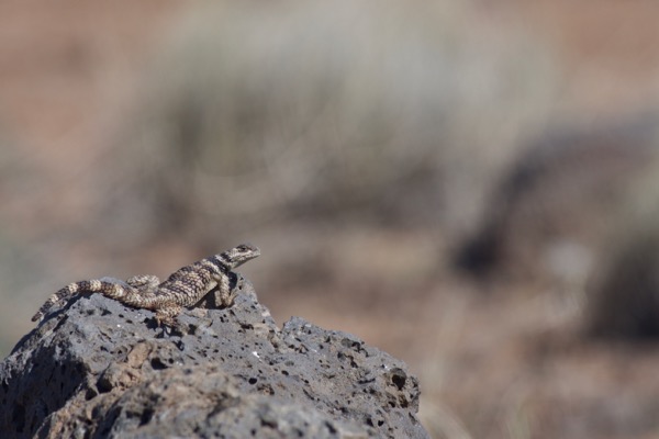 New Mexico Crevice Spiny Lizard (Sceloporus poinsettii poinsettii)