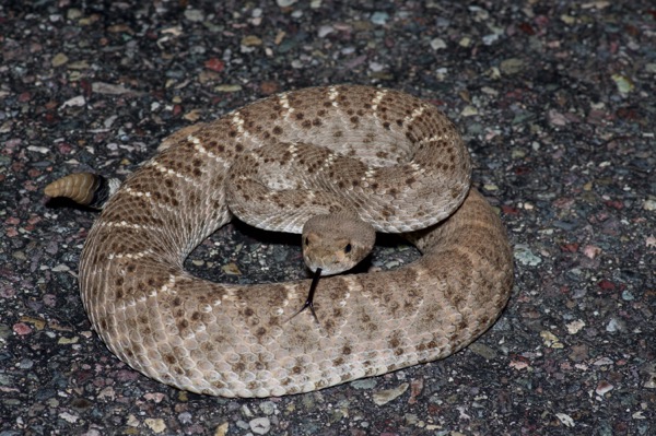 Western Diamond-backed Rattlesnake (Crotalus atrox)