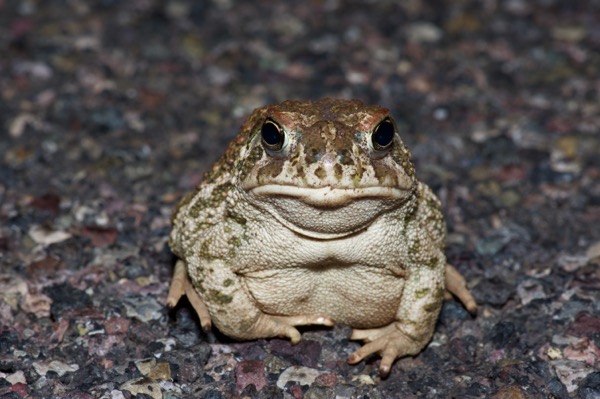 Great Plains Toad (Anaxyrus cognatus)