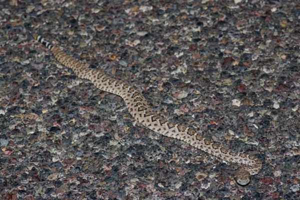 Western Diamond-backed Rattlesnake (Crotalus atrox)