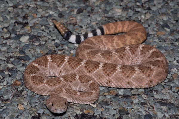 Western Diamond-backed Rattlesnake (Crotalus atrox)