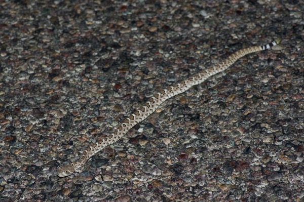 Western Diamond-backed Rattlesnake (Crotalus atrox)