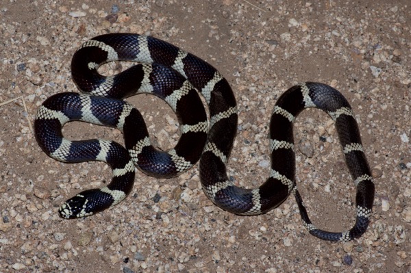 California Kingsnake (Lampropeltis californiae)