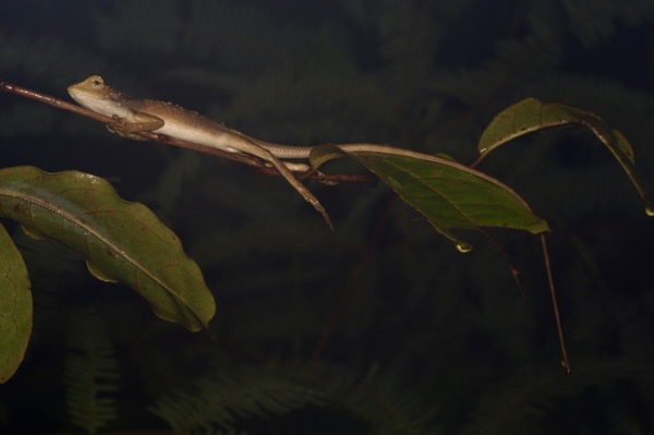 Oriental Garden Lizard (Calotes versicolor)