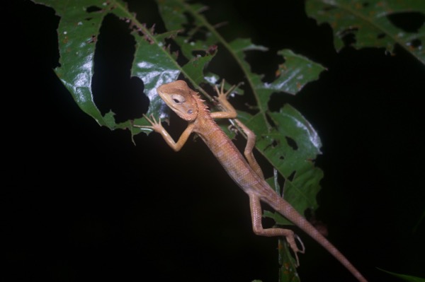 Oriental Garden Lizard (Calotes versicolor)