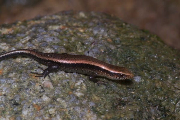 Common Sun Skink (Eutropis multifasciata)