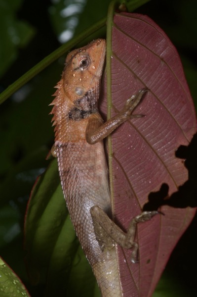 Oriental Garden Lizard (Calotes versicolor)