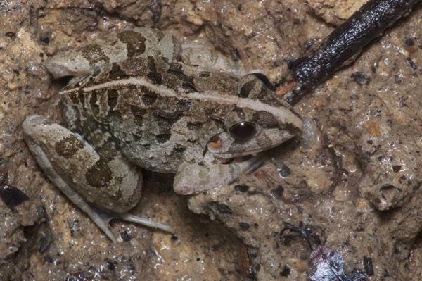 Asian Grass Frog (Fejervarya limnocharis)