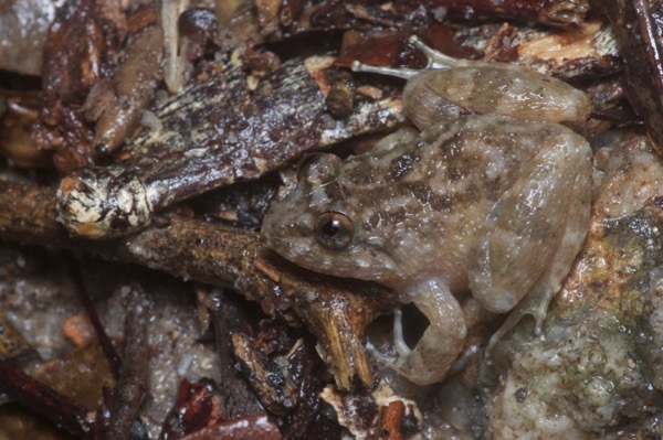Corrugated Frog (Limnonectes deinodon)