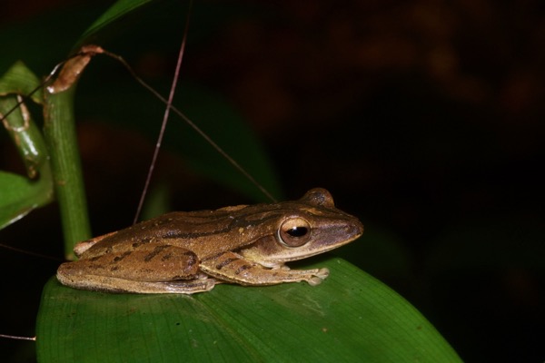 Four-lined Tree Frog (Polypedates leucomystax)