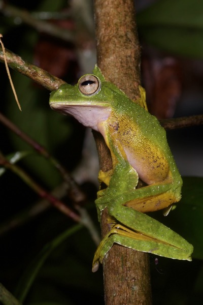 Wallace’s Flying Frog (Rhacophorus nigropalmatus)