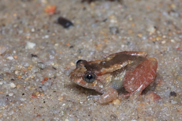 Tanah Rata Wart Frog (Limnonectes nitidus)