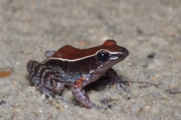 Mahogany Frog (Abavorana luctuosa)