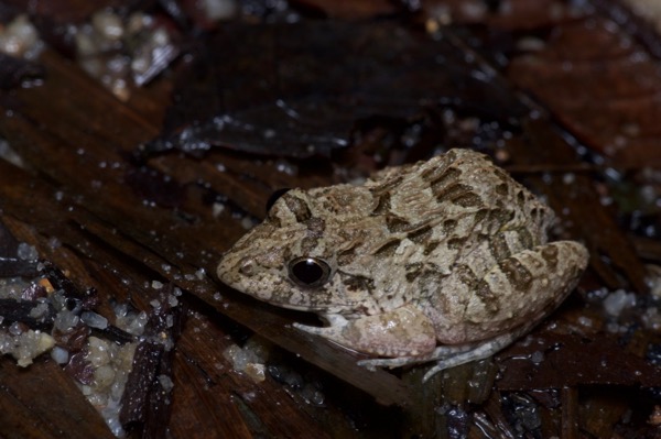 Asian Grass Frog (Fejervarya limnocharis)