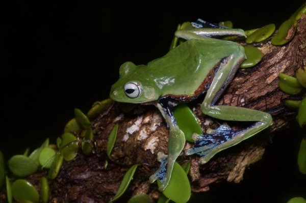 Norhayati’s Gliding Frog (Rhacophorus norhayatiae)