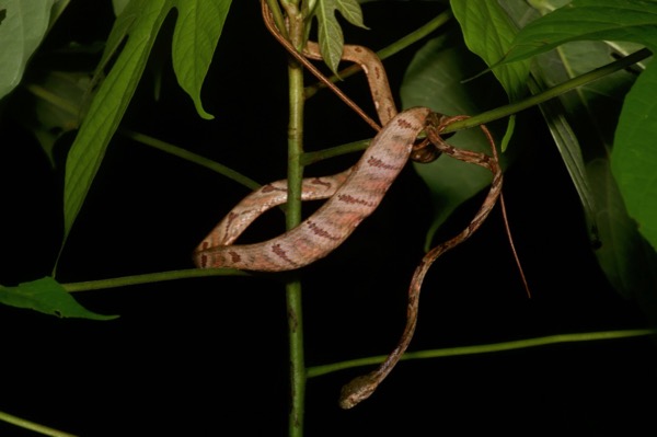 Pale-spotted Cat Snake (Boiga drapiezii)
