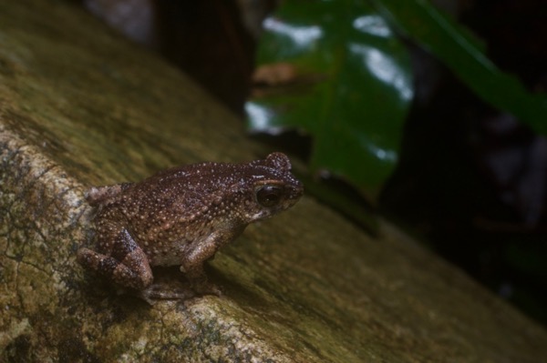 Lesser Stream Toad (Ingerophrynus parvus)