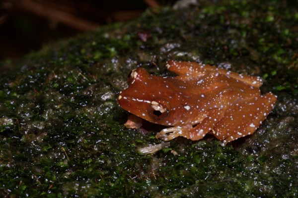 Cinnamon Frog (Nyctixalus pictus)