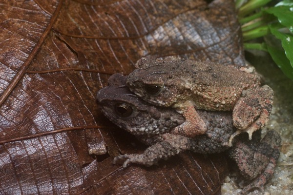 Lesser Stream Toad (Ingerophrynus parvus)