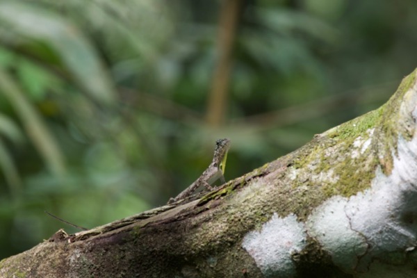 Common Gliding Lizard (Draco sumatranus)