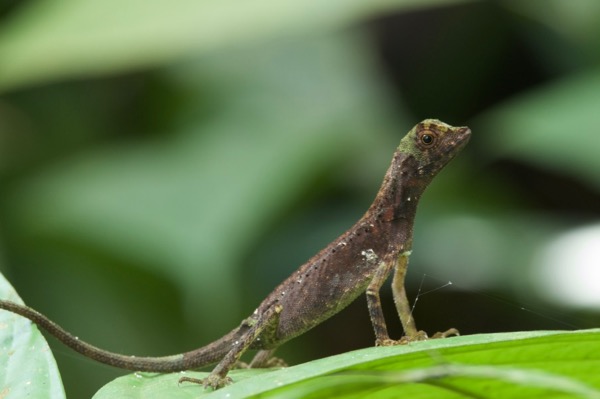 Dusky Earless Agama (Aphaniotis fusca)